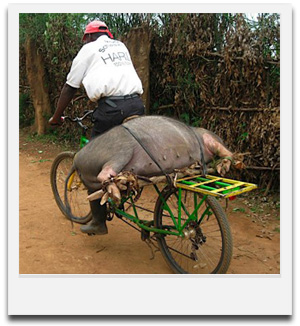 Γουρούνι πάνω στο ποδήλατο